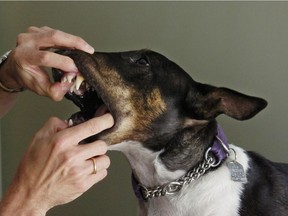 Professional veterinarians are the only ones who can make claims to administer health-related dentristry to pets.