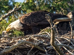 A red-tailed hawk chick is fed by a bald eagle.