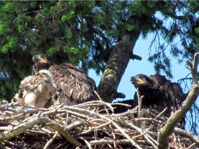 A red-tailed hawk chick in nest of bald eagle with three eaglets. Photo: Lynda Robson, Hancock Wildlife Foundation. [PNG Merlin Archive]