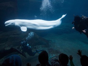 Beluga whale Aurora at the aquarium in Vancouver in 2015.