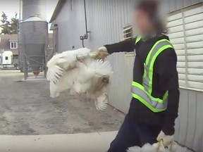It has been nearly one year since shocking undercover footage of animal abuse at a Chilliwack chicken farm was released publicly and yet there are still no charges.