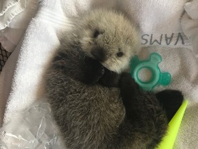 VANCOUVER, B.C.: JUNE 28, 2017 – The Vancouver Aquarium's Marine Mammal Rescue Centre is providing 24-hour care for a sea otter pup that was found swimming alone off the north coast of Vancouver Island on Sunday, June 25, 2017. The pup is estimated to be between two to four weeks old.