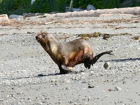 Rehabilitated northern fur seal Flores doesn’t look back as he is returned to the ocean near Ucluelet.