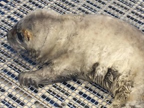 It’s not what they were expecting to find on their patrol, but Coquitlam Mounties are hoping for a quick recovery for a baby seal they rescued in Belcarra.