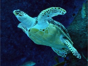 An endangered hawksbill turtle swims in the enclosure at the S.E.A Aquarium at Resort World Sentosa in Singapore on May 23. Almost half the planet’s sea turtles and seabird species have ingested some form of plastic.