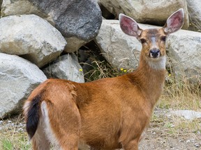 A female deer on southern Vancouver Island is expected to be fine after conservation officers removed an arrow from its head.