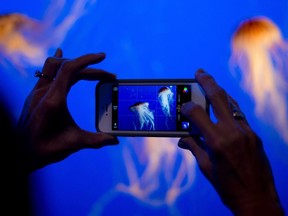 A visitor photographs jellyfish at the Vancouver Aquarium on Thursday, Dec. 19, 2013.