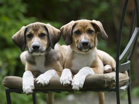 Eva Sereda went to Costa Rica on vacation and came back with abandoned puppies Daisy and Molly.