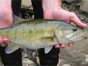 Large mouth bass is one of two species of invasive fish found in lakes in the East Kootenay region.