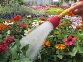 Watering by Wicking  Strafford County Master Gardeners Association