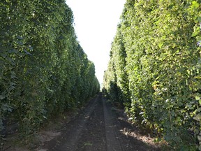 Ray Bredenhof, who is the chair of the B.C. Hop Growers Association, has planted six acres of hops on his own farm in spring of 2016, and eight more acres at another farmer's land.