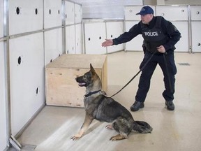 An RCMP officer and dog are seen next to a scent wall in this undated handout photo. A workshop at the RCMP&#039;s dog training centre in Alberta has attracted officers and animals from police forces across the continent eager to see the centre&#039;s pioneering work tackling the scourge of fentanyl. THE CANADIAN PRESS/HO, RCMP *MANDATORY CREDIT*