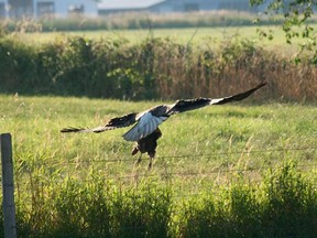 An eagle and a cow do battle in Deroche.