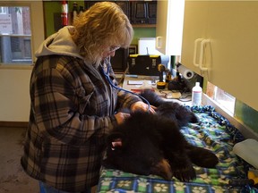 Angelika Langen examines a black bear under her care at Northern Lights Wildlife Society in Smithers.
