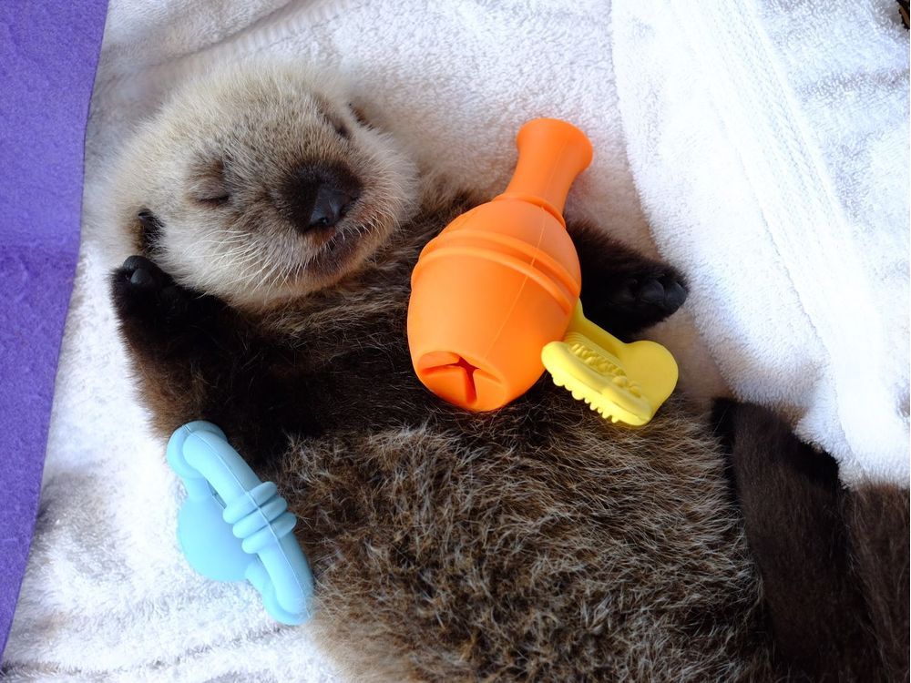 Sea otter pup rescued near Port Hardy growing quickly, needs a name ...