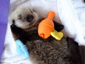 A sea otter pup that was rescued June 25, 2017 is now growing quickly under 24-hour care at the Vancouver Aquarium's Marine Mammal Rescue Centre. The aquarium is now seeking feedback on what to name the pup.