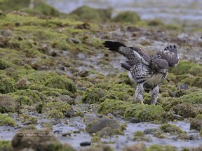 The red-tailed hawk raised in a bald eagle nest in Sidney is seen foraging for seafood on the beach like a bald eagle.