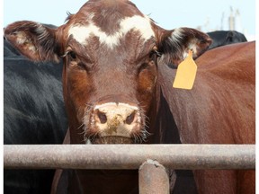 China shops, beware -- a bull is on the loose in British Columbia's southern Interior. 
RCMP say the 635 kilogram bull escaped last week from the B.C. Livestock Yard in Kamloops, about 350 kilometres northeast of Vancouver.