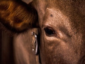 Inspectors at provincially licensed slaughterhouses in B.C. last year documented rust and other debris falling onto meat, suffocation of poultry during transport, panicked animals, and other inhumane treatment of livestock, freedom-of-information documents obtained by Postmedia News reveal.