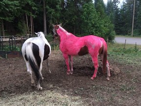 Horses are seen on a hobby farm in Likely, B.C. in this undated handout photo. It's definitely a horse of a different colour. Pictures of Rosy, a white-and-brown mare mistakenly painted neon pink by a teen in the British Columbia Interior, are providing some welcome levity to residents dealing with wildfires.