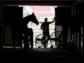 A horse and groom seek out a cool escape from the heat at the Calgary Stampede in Calgary, Saturday, July 8, 2017.