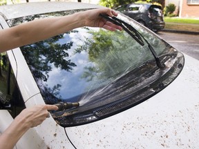 A resident of East 46th Avenue in Vancouver washes her car Wednesday to remove the sticky coating from being parked under a linden tree. The coating is caused by aphids in the trees.