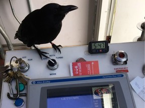 Canuck the Crow carries out his job-shadowing responsibilities at the PNE, inside the booth for the Hellevator ride. (Submitted photo: PNE)