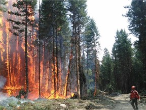 A B.C. Wildfire Service crew member fights one of the numerous aggressive wildfires in the Cariboo Fire Centre.