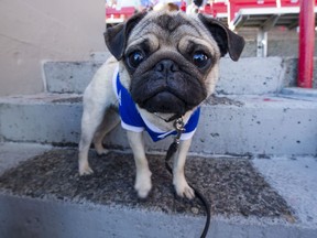 A B.C. woman is fighting her strata to keep children's therapy dogs.