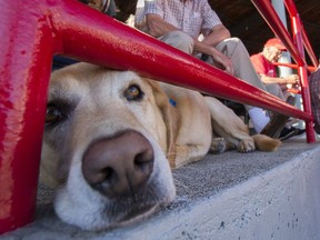 Murphy and Bill Gerry attend the Dog Days of Summer hosted by the Vancouver Canadians at Nat Bailey Stadium, Vancouver, July 13, 2017.