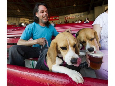 Real Courtepatte chuckles as beagles Summer Rose and Savanah Sky taste test the beer delivered by Heather Courtepatte as they attend the Dog Days of Summer hosted by the Vancouver Canadians at Nat Bailey Stadium, Vancouver, July 13 2017.
