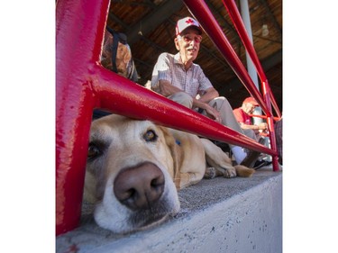 Murphy and Bill Gerry attend the Dog Days of Summer hosted by the Vancouver Canadians at Nat Bailey Stadium, Vancouver, July 13 2017.