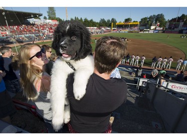 Amanda Clark looks over as Rob Ralph holds 14 week old Alfie during the singing of the national anthems as they attend the Dog Days of Summer hosted by the Vancouver Canadians at Nat Bailey Stadium, Vancouver, July 13 2017.
