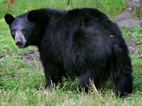 Woman mauled, dragged by bear crawled home to get help.