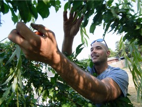 JF Savard grabs a handful of fruit. Volunteer pickers gather 60,000 pounds of fruit each year from people's yards in the Victoria area.