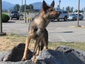 Police service dog Grinder helped apprehend a suspected violent offender in Chilliwack on July 1.