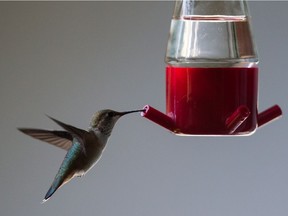 A hummingbird feeds at a feeder in Surrey: A B.C. researcher says some species of North American hummingbirds are in severe decline and an insecticide might be to blame.