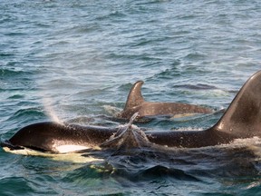 Springer, the orca who gained international attention as an orphan in 2002 when she was rescued and reunited with her pod, is shown with her second calf on B.C.'s north-central coast.