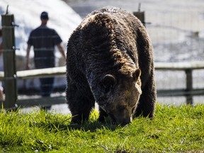 Summer zoo activities at Grouse Mountain Resorts, a ski and recreation centre that has just been bought by a conglomerate from China.