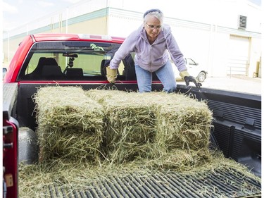 Corey Mooney unloads some donated hay at the Prince George Exhibition Grounds in Prince George, BC, July, 10, 2017. The local horsing community is rallying to help with the animals that has to be evacuated.