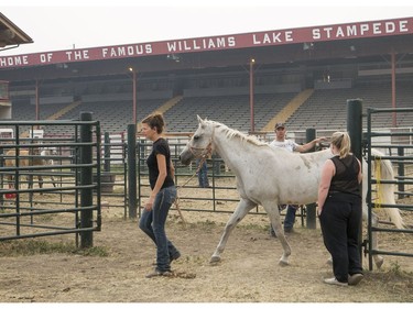 Horses are led into a trailer after being held at the Williams Lake Stampede Grounds before they are transported to Prince George from Williams Lake, BC, July, 11, 2017.