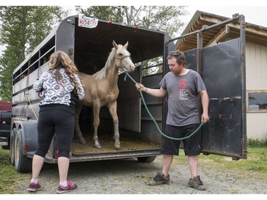 Logan Piesse of Rocky Mountain House Alberta unloads a horse from his trailer after transporting it an 6 others from Williams Lake to Prince George, BC, July, 11, 2017.