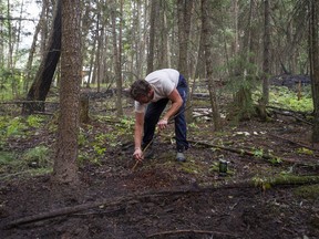 Ty Lucas checks the ground around his home after fire threatened his home near Alexandria, along Highway 97 about midway between Quesnel and Williams Lake, after the Soda Creek Fire jumped across the Fraser River.