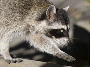 A raccoon forages for fallen cherries in an east Vancouver front yard.