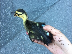 Richmond RCMP Const. Dawn But is being praised for her quick thinking and rescue of a group of 14 ducklings that fell down a drain pipe on Thursday morning on July 6, 2017. The incident took place in the 8500-block of Cook Road.