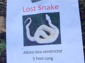Flier made by Travis Pete, who is looking for his pet snake Snow in Surrey.
