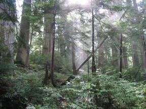 Old-growth western red cedar, western hemlock and Pacific silver fir in the Capilano River watershed near North Vancouver.