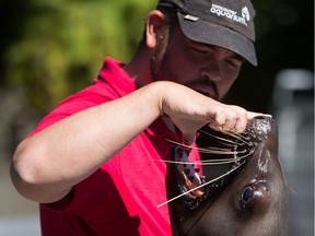 Marine mammal trainer Billy Lasby works with a sea lion during a demonstration at the Vancouver Aquarium's new Steller's Bay exhibit in Vancouver, B.C., on Thursday, July 6, 2017.