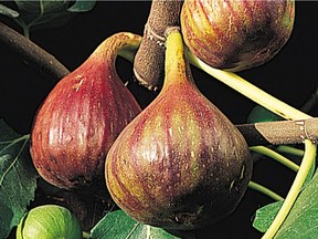 Vern's Brown Turkey Fig. HANDOUT. For 0805 col minter [PNG Merlin Archive]
Northwoods Nursery, PNG