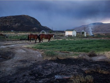 Horses

Horses that survived a wildfire stand outside a neighbouring home to feed after numerous homes were destroyed by fire on the Ashcroft First Nation, near Ashcroft, B.C., late Sunday July 9, 2017. THE CANADIAN PRESS/Darryl Dyck ORG XMIT: VCRD225
DARRYL DYCK,